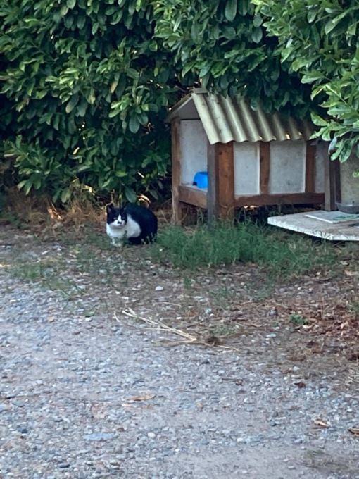 Si spaccia per gattara per raccogliere pappe gratis, ma poi lascia i mici senza cibo e acqua