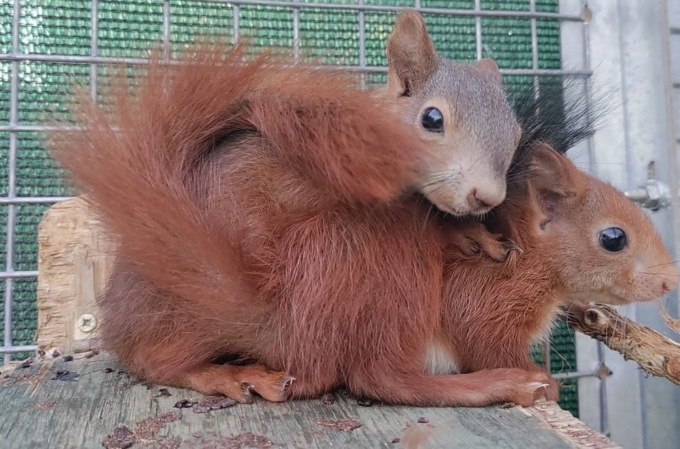 Scoiattolo messo in salvo dalla Lega italiana difesa animali e ambiente