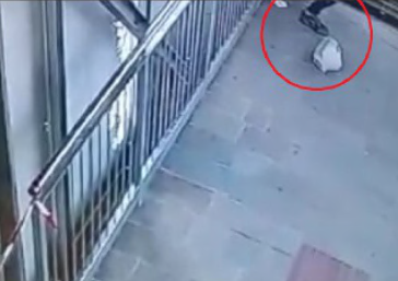 Fa i suoi bisogni sulla passerella, il video sui social