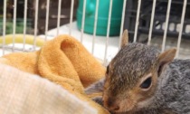 Bimbi trovano uno scoiattolo in fin di vita, l’ex presidente de La Ghiringhella lo salva