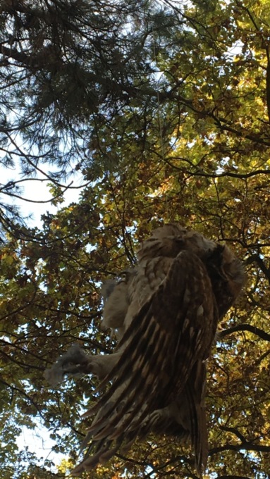 Allocco trovato impiccato nel Parco delle Groane, la denuncia del Wwf