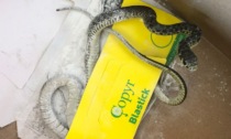 A scuola la sorpresa: c'è un serpente in aula