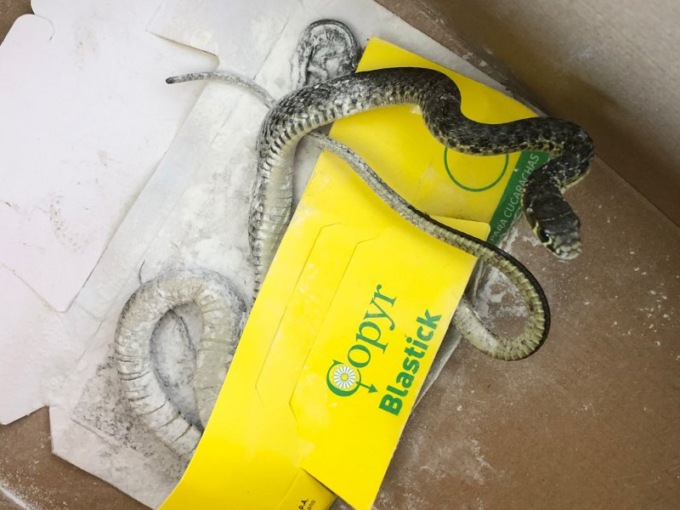A scuola la sorpresa: c’è un serpente in aula