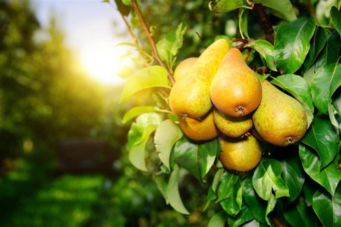 I frutti del tuo giardino? Li raccolgono i volontari Caritas per la Bottega della Solidarietà