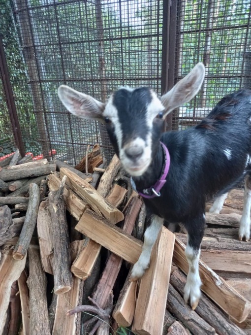 La capretta Mireia è la nuova arrivata al rifugio Enpa di Monza