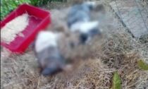 Crudeltà senza fine a Usmate Velate: i coniglietti di "Green House" massacrati a calci