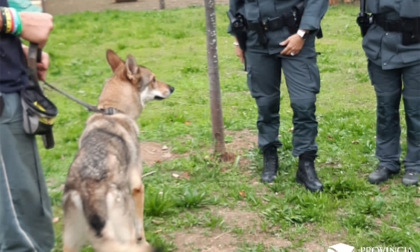 Sequestrato cane lupo cecoslovacco: aveva morsicato tre persone tra cui un bambino