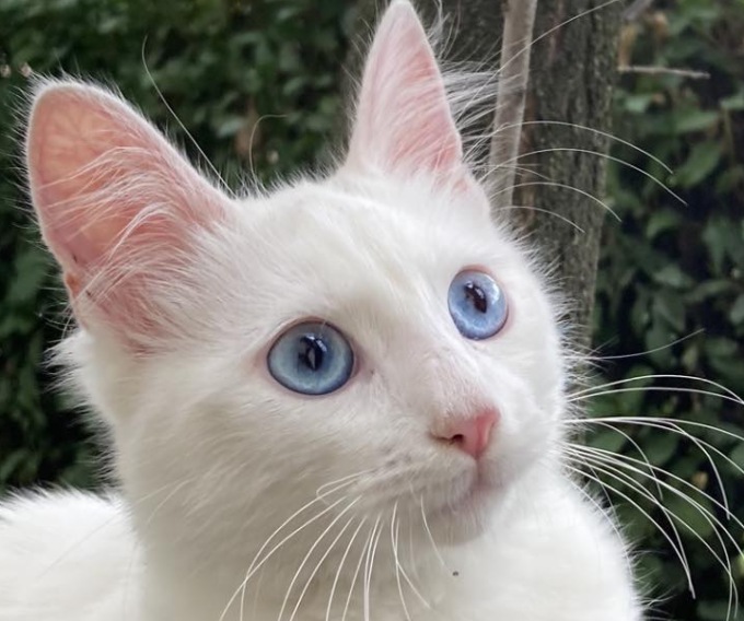 La storia del gatto che ha fatto innamorare decine di brianzoli 