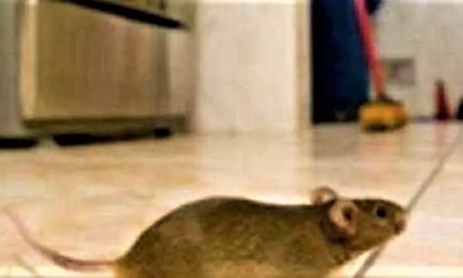 Ancora topi nelle cucine della mensa scolastica