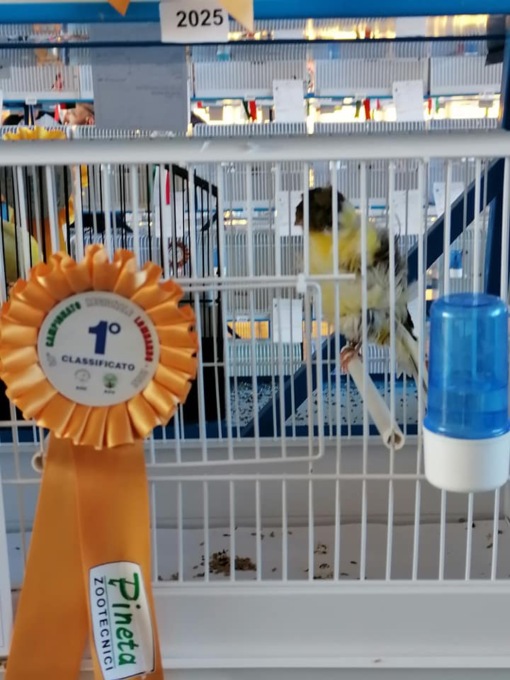 I canarini più belli di tutta la Lombardia “cantano” a Villasanta
