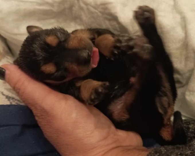 Otto cagnolini gettati nel bosco, solo quattro sono sopravvissuti