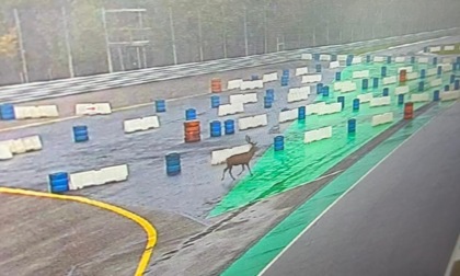 Il cervo del Parco si fa un giro in... Autodromo