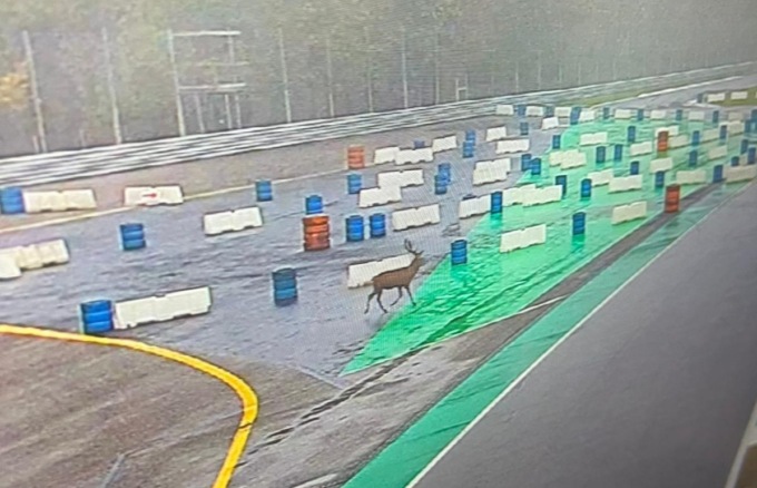Il cervo del Parco si fa un giro in… Autodromo