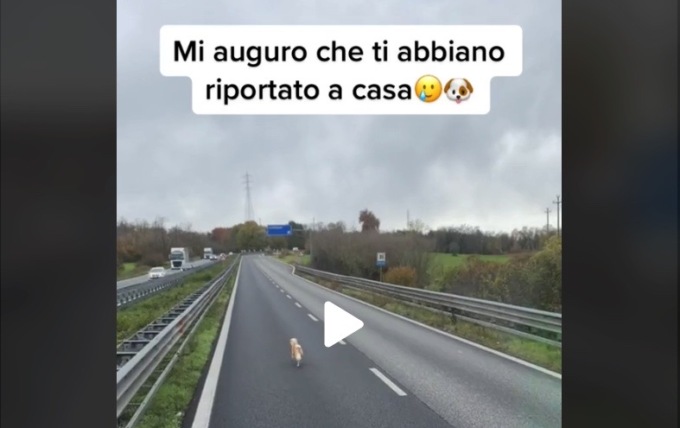 Cagnolino salvato da un camionista sulla Statale 36