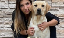 E' Crystal il cane più bello di tutti: incoronata campionessa di Bosnia ed Erzegovina