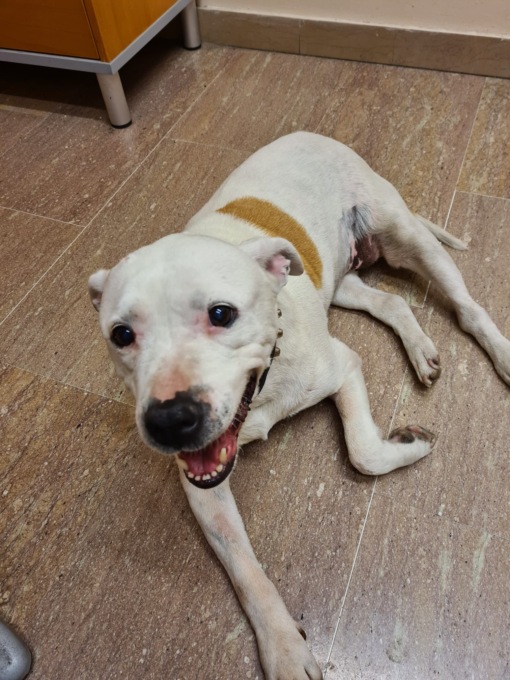 Smarrita a Desio una pitbull bianca: è anziana e diabetica