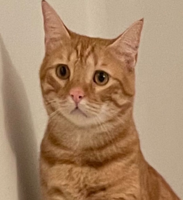 Il gatto Oreste è scappato, Monza si mobilita per aiutare il piccolo Cristian