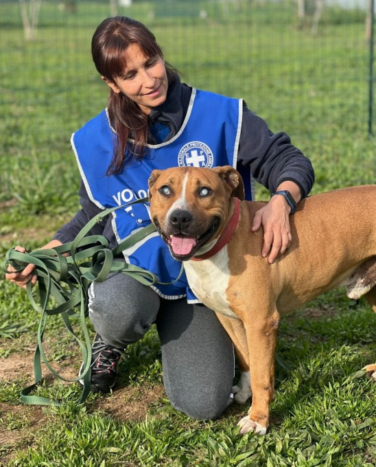 Si cerca una famiglia per il cane cieco abbandonato