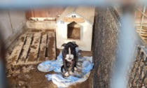 Scoperto un allevamento amatoriale da incubo in Brianza: sequestrati sei cani