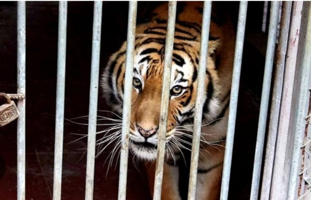 Presidio contro gli animali al circo