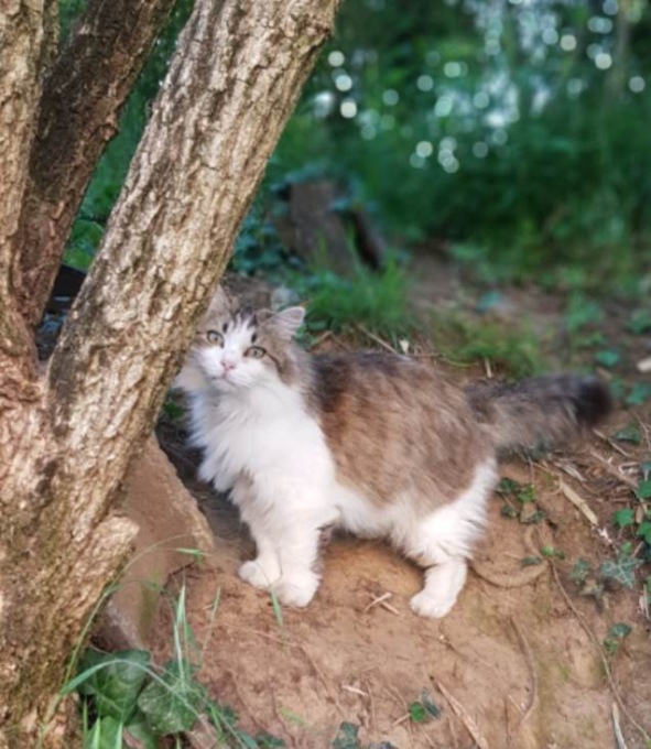 Gatta scomparsa a Limbiate, si cerca Chicca