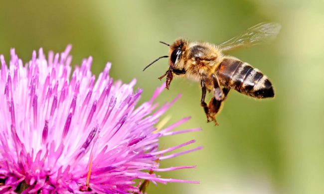 Api selvatiche e biodiversità: se ne parla all’Oasi Lipu di Cesano Maderno