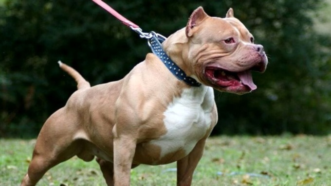 Desio: morsicato da un cane sfuggito al proprietario