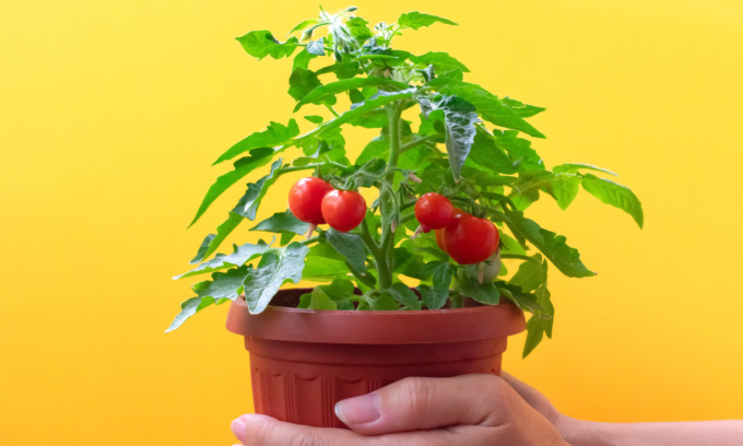 In regalo con i nostri settimanali i pomodori ciliegino