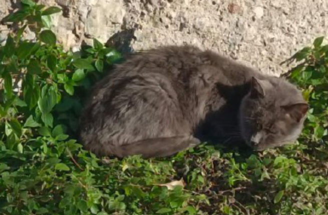 Micia morta al Parco viene trovata nella spazzatura