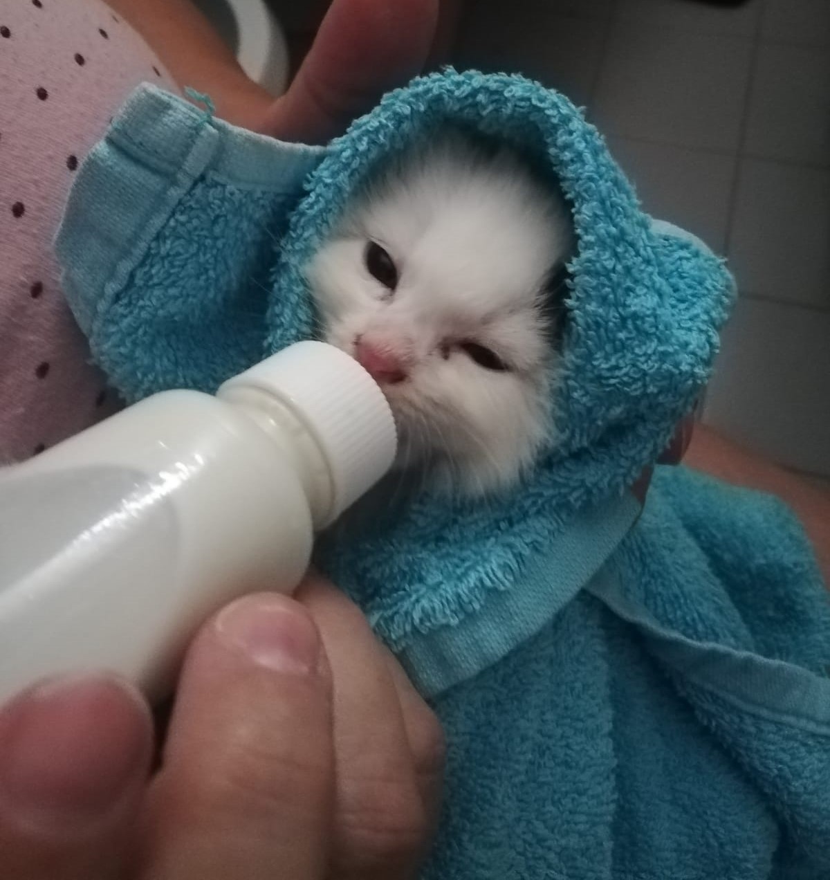allattamento del gattino Cocco