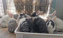 Abbandonati 14 conigli al Parco di Monza in pochi giorni: li salva l'Enpa