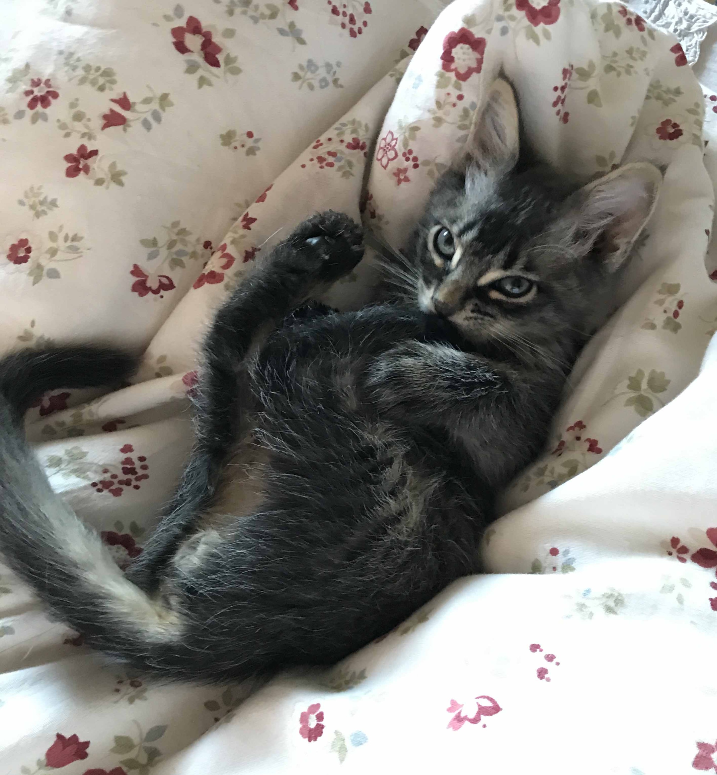 gattino Romeo - 2 mesi