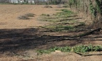 Tagliate le piante al parco, è polemica