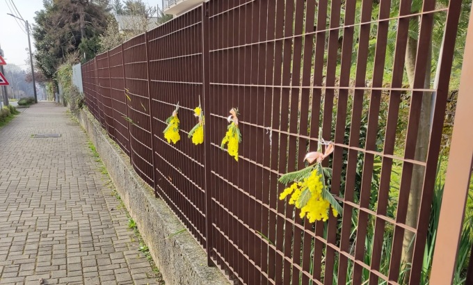 Mimose “sospese” attaccate alla cancellata per la Festa della Donna