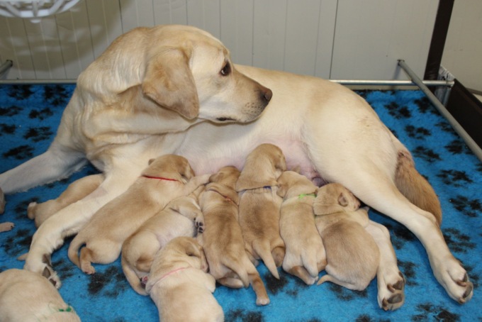 Lions cercano famiglie affidatarie per futuri cani guida