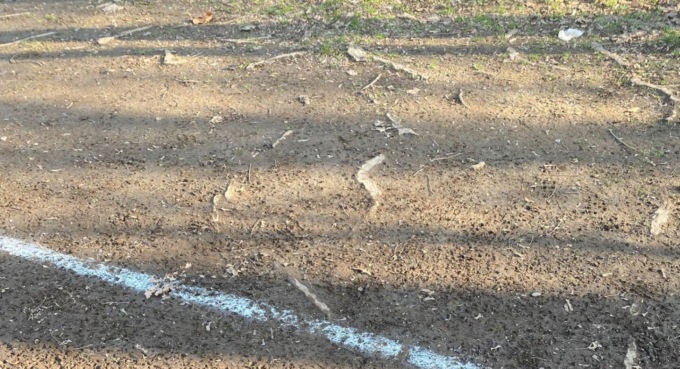 Radici “invadono” il campo: la polisportiva deve lasciare l’oratorio