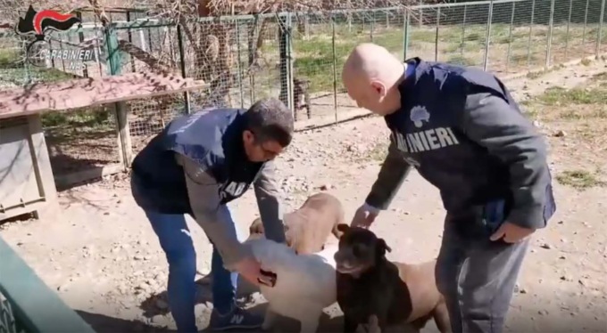 Asilo per cani irregolare, chiuso dai Carabinieri