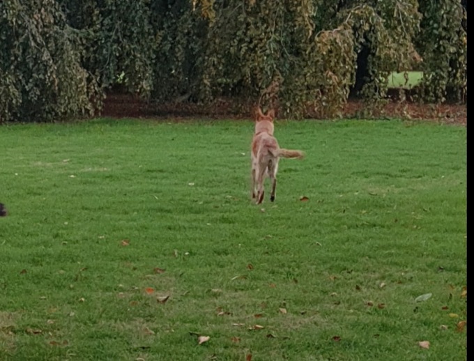 Park Angel rischia di essere aggredita da un cane libero nei Giardini Reali