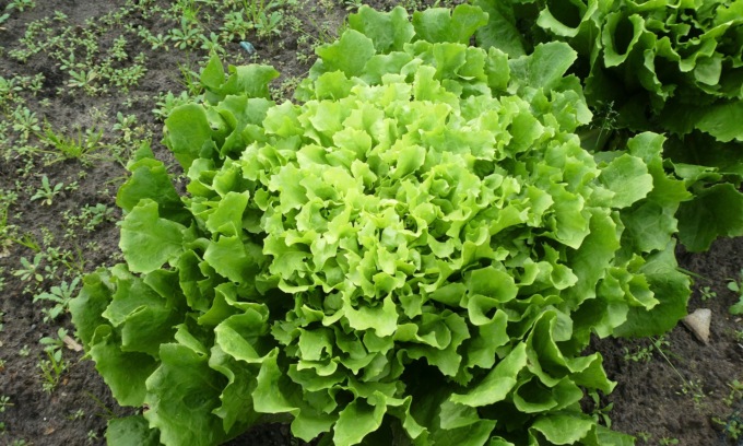 In regalo con i nostri settimanali l’indivia scarola verde