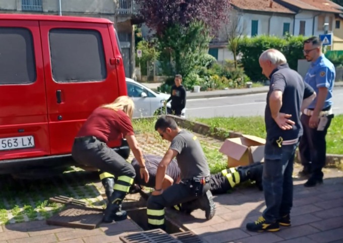A Barlassina salvata una famiglia di anatroccoli finita in un tombino