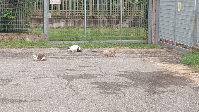 Seveso: incendiata la colonia felina di via Certesa