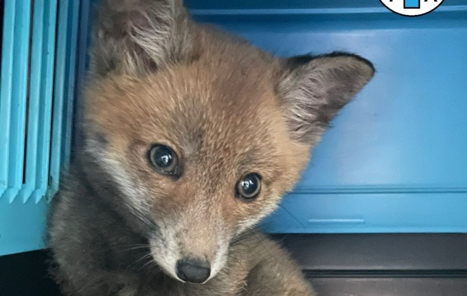 Automobilista soccorre un cucciolo di volpe sulla Milano Meda