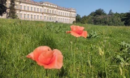 Al Parco di Monza fioriture prolungate per incrementare la biodiversità