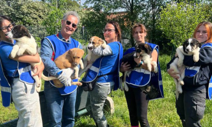 Cinque cuccioli abbandonati cercano una nuova famiglia