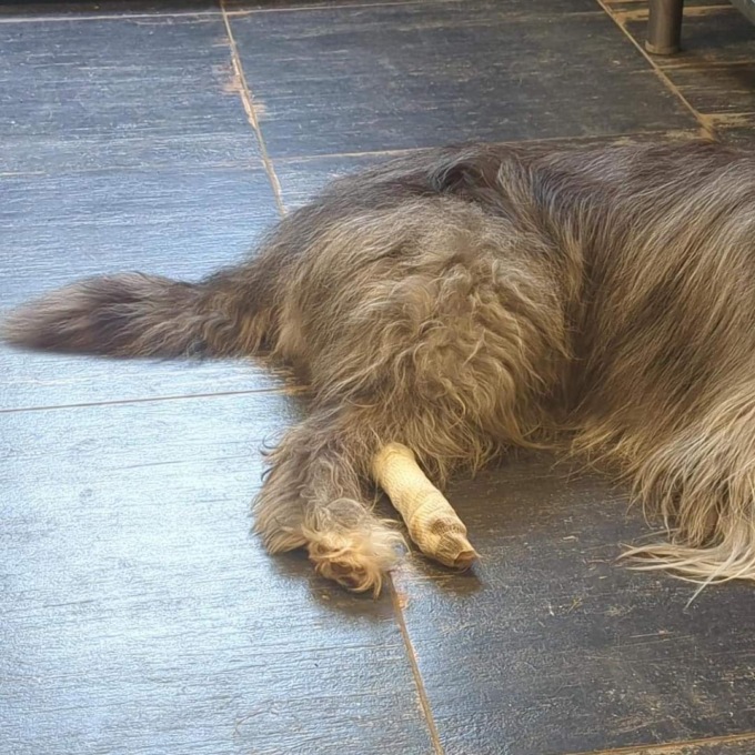 Troppi forasacchi sui marciapiedi, sempre più cani feriti