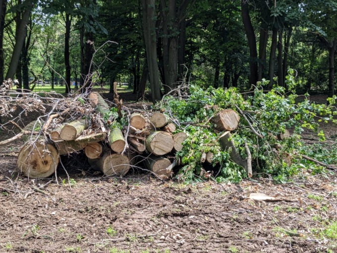A Seveso in corso l’abbattimento di 350 piante morte
