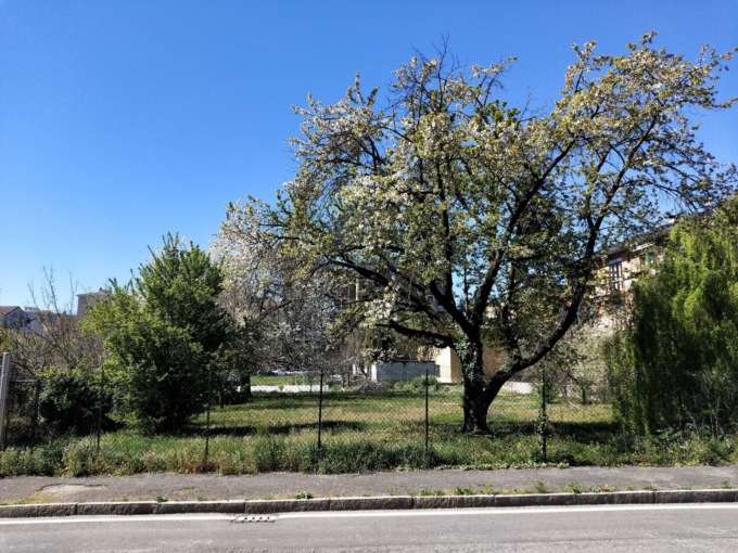 Salviamo gli alberi dagli abbattimenti, arriva il regolamento