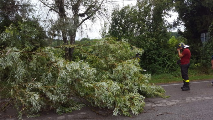 Maltempo, interventi per piante cadute a Lentate