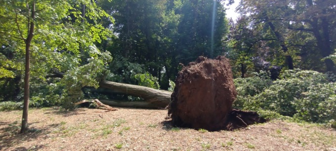 parco di monza nubifragio albero crollato