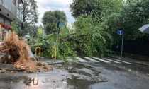 Alberi sradicati, pali abbattuti: Monza devastata dal temporale